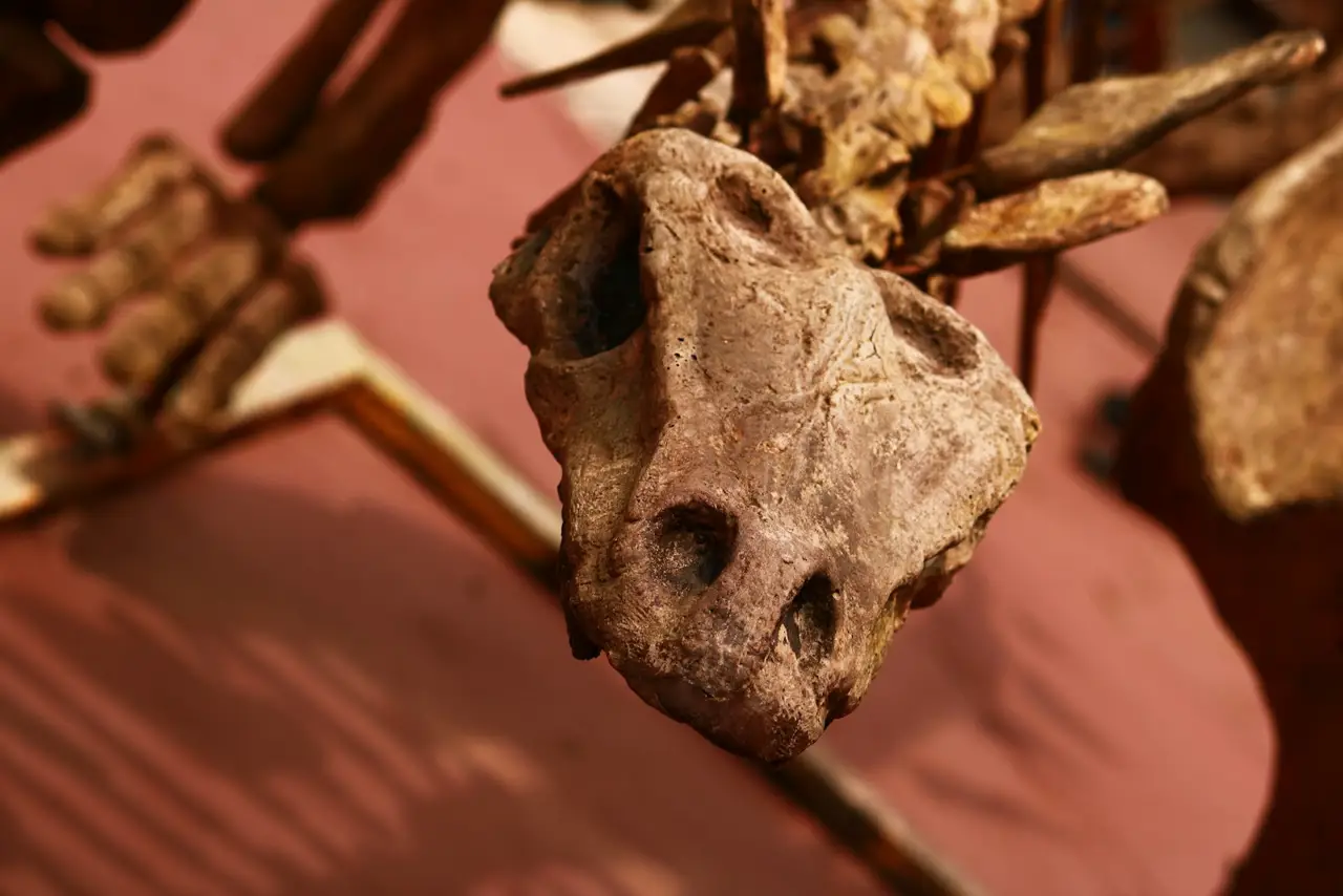 Fossil of 'unconquered female warrior' dinosaur with long claws found in UK museum drawer after 100 years