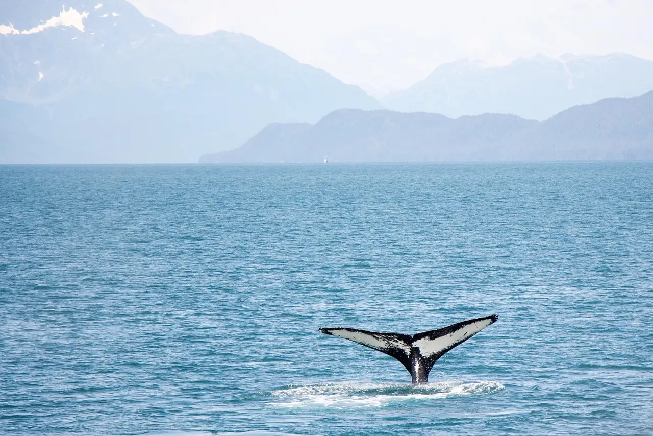 Alaska’s monster tsunami sent water 1,580 feet up a mountain